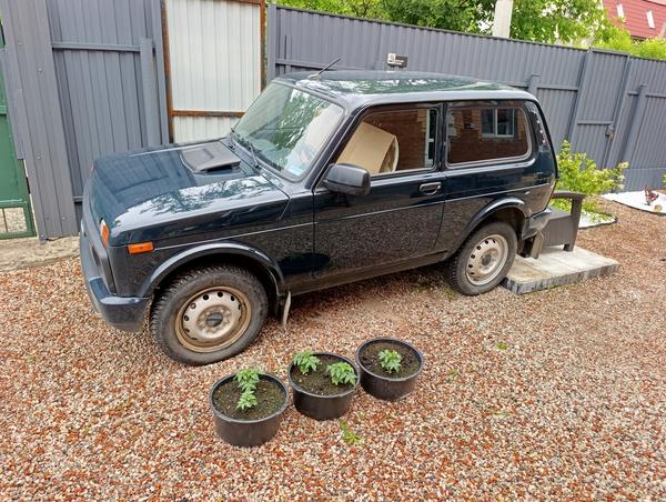 LADA